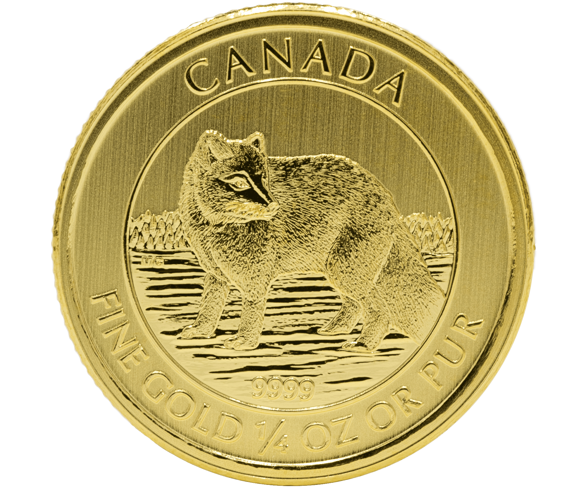 2014ArcticFoxGold_.25_Straight Gold Canadian Arctic Fox